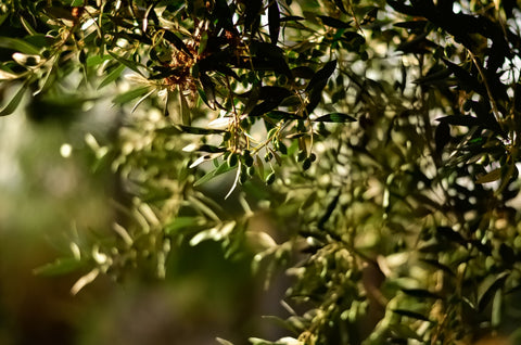 Petra Olive Oil Excels at the EVO IOOC Italy with Six Gold Medals